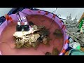 Red-eared Sliders In Their Wading Pool