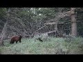 Baby Bears Up Close and Personal - so fun! Yellowstone