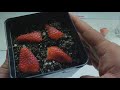 How To Grow Strawberries from Seed 🍓 (Fast and Easy Method)