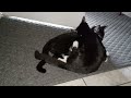 C5 Kitten Bros: Another Video Of Them Grooming Each Other