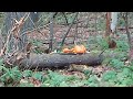 Death of the Pumpkin (2017)