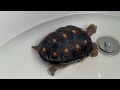 2/1/24 just a tort in a tub