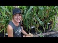 Can I Grow Sweet Corn in a Container? Absolutely!