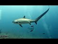 Thresher shark @ Kimud Shoal, Malapascua 🦈