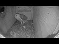 A sweet puddle of Barn Owlets 2-13-2020