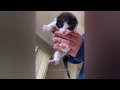 Cute Baby Animals Videos 2024 |😻🐼 Best Funny and Cute Moment of the Animals #03