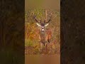 Red Deer Rut