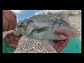 GIANT White Bass While BANKFISHING!!  (Lake Pleasant, AZ)