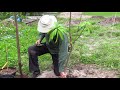 Har Plants a Mango Tree