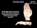 Nerve Injury Position of the Hand & Fingers - Everything You Need To Know - Dr. Nabil Ebraheim