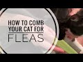 How to Comb Your Cat for Fleas and Remove Fleas Safely