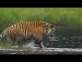 Intense Battle! Enraged Male Buffalo Charges & Kills Numerous Lion Cubs To Avenge Death Of Its Mate