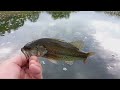 THE KANSAS ANGLER FRESHWATER SMALLMOUTH IN THE RIVER WADING TOPWATER WOPPER PLOPPER