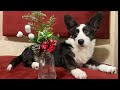 Corgi enjoyed Christmas Eve in Vietnam - Best COFFEE for pets ever