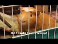 Happy guinea pigs wheeking and squeaking!