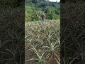 PWEDE NG LAGYAN NG PAMPASABONG || PINYA FARM