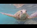 Best Hawaii Travel Video Maui - Top 10 Favorite Things to do in Maui Hawaii