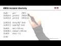 4.1 Glutamate receptors