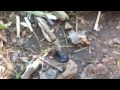 Epic Ant Fight: Normal Ant vs. Zombie Ant