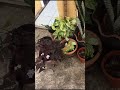 MY PLANTS COLLECTION