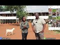 Brilliant Ideas For Raising Goats, Sheep In A Small Piece Of Land! | Be A Market Leader!