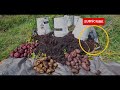 MASSIVE Potato Harvest.. From 5 GALLON BUCKETS