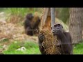 A Western lowland gorilla has arrived at London Zoo – just in time for Christmas