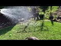 Buddy the Staffy vs the Hose