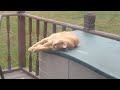 Crazy orange cat proves she can nap anywhere! 🤣 ( cat cam series)