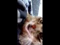 Vlog: A stray meow