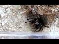 Tarantula vs. Tücsök HD