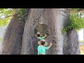 LARGEST TREE IN THE WORLD/BANYAN TREE(Extra Ordinary Tree)