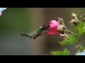 What Do Hummingbirds Teach Us? (Short Bible Reflection) PLUS 1 Hour Relaxing Music, Chirps & Calls