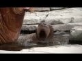 CUTE! First ever walrus pup born in German zoo makes its debut