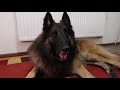 Typical Day with Belgian Shepherd Tervuren | Puppy Crate and Off-Leash Training Q&A