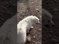 Returning the Livestock Guardian Dog to her Goats