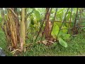 walking heavy rain || indonesian village