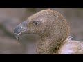 Surviving in the savannah - Predators - Scavengers - Animal Documentary - AMP