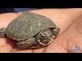 Red Bellied Cooter | Wildlife Wednesday | Broward County Parks