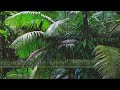 Daintree Rainforest Sounds - A natural soundscape from the Daintree Rainforest in Australia