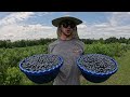 Blueberry Picking My Neighbors Farm