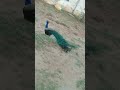 National 🇮🇳Bird Peacock