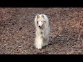 Collie-Treffen im Königsforst