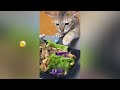 FUNNIEST CAT AND DOG VIDEOS 2023 #20