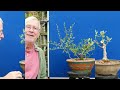 Summer Pruning for BETTER Development. FIVE Olive Bonsai.