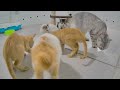 Funny actions of cats 🤣 Funny Animal Moments 2024 😂