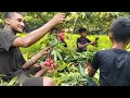 How litchi is harvesting and processed / লিচু যেভাবে পারা হয় এবং প্রক্রিয়াজাত করা হয় /Food Bang