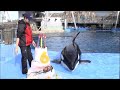 【名古屋港水族館】シャチのリン6歳の誕生日