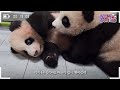 (SUB) Finally, Aibao And Twin Pandas Gather In One Place 🐼│Panda World