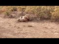 Ferocious Warthog Destroyed By Lion. Part 1